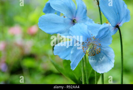 Meconopsis. Himalayan Blue Poppy (Baileyii Belastung) in einem bewaldeten Garten, Großbritannien Stockfoto