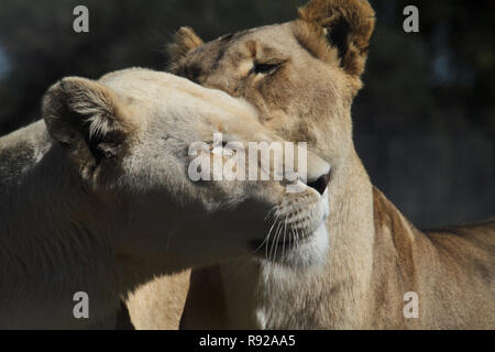 Zwei junge Löwen kleben auf spielerische Art und Weise Stockfoto