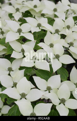 Cornus kousa var. chinensis "China Girl". Cremige hüllblätter der Blüte der Chinesischen hartriegel "China Girl, Frühsommer, Großbritannien Stockfoto