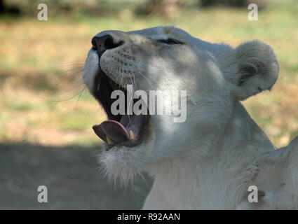 Sleepy Lion im Schatten in Südafrika Stockfoto