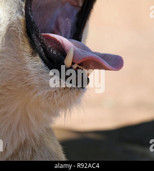 Nahaufnahme eines Löwen Gähnen im Schatten Stockfoto