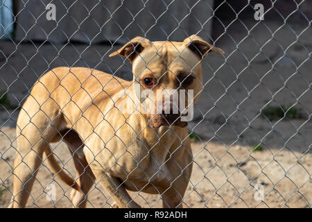 Er obdachlosen Hund hinter den Gittern schaut mit großen traurigen Augen mit der Hoffnung, ein Haus und ein Host. Stockfoto