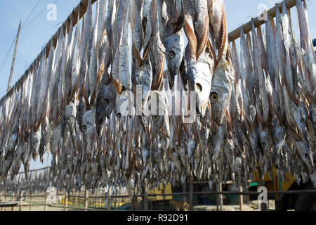 Fische sind hängen am Nazirartek trockener Fisch Werk in Cox's Bazar, Bangladesch getrocknet werden. Stockfoto