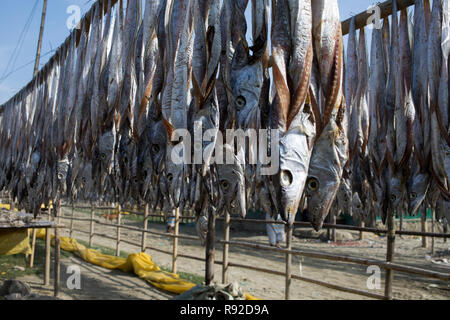 Fische sind hängen am Nazirartek trockener Fisch Werk in Cox's Bazar, Bangladesch getrocknet werden. Stockfoto