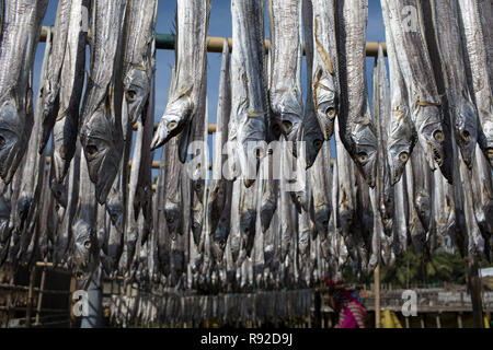 Fische sind hängen am Nazirartek trockener Fisch Werk in Cox's Bazar, Bangladesch getrocknet werden. Stockfoto