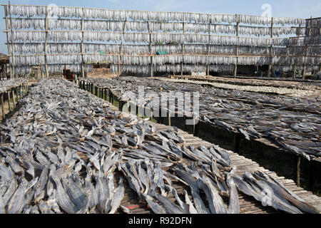 Fische sind hängen am Nazirartek trockener Fisch Werk in Cox's Bazar, Bangladesch getrocknet werden. Stockfoto