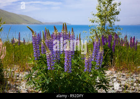 Der malerischen MacKenzie District, South Island, Neuseeland Stockfoto