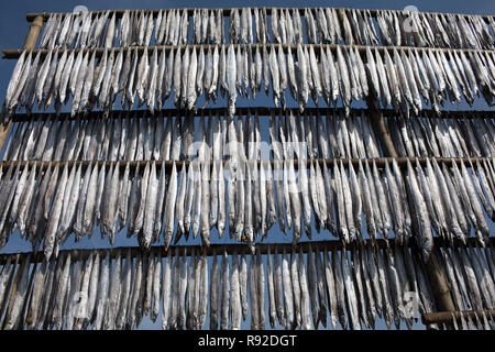 Fische sind hängen am Nazirartek trockener Fisch Werk in Cox's Bazar, Bangladesch getrocknet werden. Stockfoto