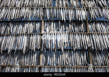 Fische sind hängen am Nazirartek trockener Fisch Werk in Cox's Bazar, Bangladesch getrocknet werden. Stockfoto