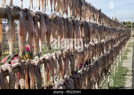 Fische sind hängen am Nazirartek trockener Fisch Werk in Cox's Bazar, Bangladesch getrocknet werden. Stockfoto