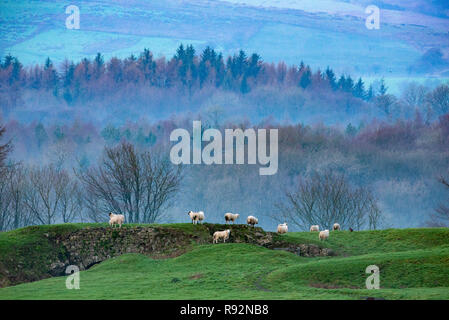 Whitewell, Clitheroe, Lancashire, UK. 19. Dezember, 2018. UK Wetter. Einem nebligen Morgen in den Wald von Bowland, bei Whitewell, Clitheroe, Lancashire. Quelle: John Eveson/Alamy leben Nachrichten Stockfoto