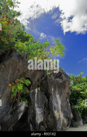 Kalksteinfelsen - kleine Pandanus und Farne wachsen auf ihnen - karstige Relief mit Mangrove Tree-nassen Sand am Strand unter blauen Himmel mit weißen Clou Stockfoto