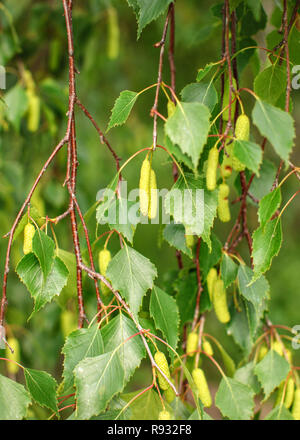 Silver Birch (Betula pendula) Detail. Flache Tiefenschärfe Foto, nur wenige Blätter und Früchte im Fokus. Abstrakte Frühling Hintergrund. Stockfoto