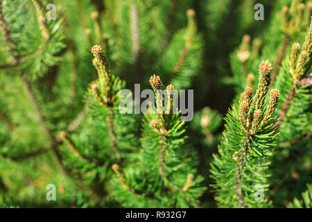Flache Tiefenschärfe Foto, Junge Sprossen auf Nadelholz Tanne Baum. Abstrakte Frühjahr Wald Hintergrund. Stockfoto