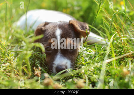 Sieben Wochen alten Jack Russell Terrier Welpen mit in das Gras leuchtet von Sun. Nahaufnahme auf Hund Gesicht. Stockfoto