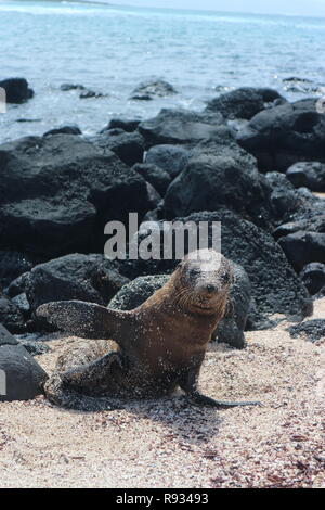 Adorable, winken sea lion pup, San Cristobal Island, Galapagos, Ecuador, Südamerika Stockfoto