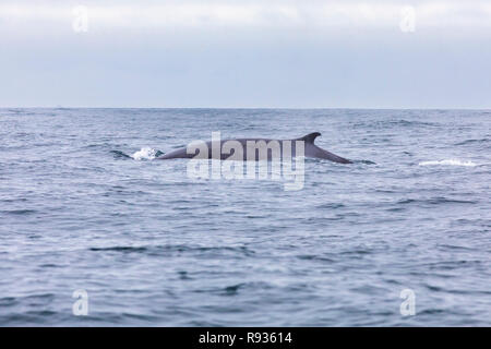 Fin Wale im Pazifischen Ozean vor der Atacama-Wüste in Chile, ein schöner Ort für Whale Watching und marine Sea Life Stockfoto