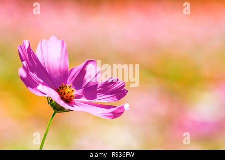 Die schönen breiten Winkel Blume Hintergrund. Panoramablick geblümten Tapeten mit rosa Chrysanthemen Blumen close up Stockfoto