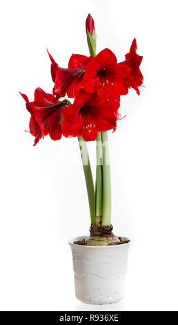 Hippeastrum, Amaryllis (Hippeastrum x hortorum) Stockfoto