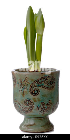 Hippeastrum, Amaryllis (Hippeastrum x hortorum) Stockfoto