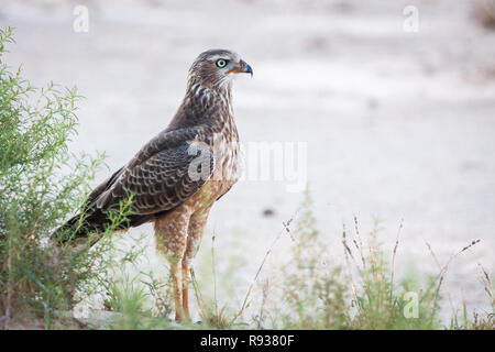 Portrait des Jugendlichen blass Chanting Goshawk Stockfoto