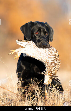 Ein schwarzes Labor Jagdhund mit einem größeren Prairie Huhn in Kansas Stockfoto