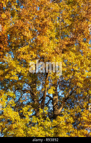 Bunte Blätter im Herbst auf einer Eiche in Muskogee, Oklahoma. Stockfoto