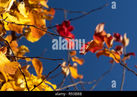 Farbige Blätter an einem Baum im Herbst Sonne. Stockfoto