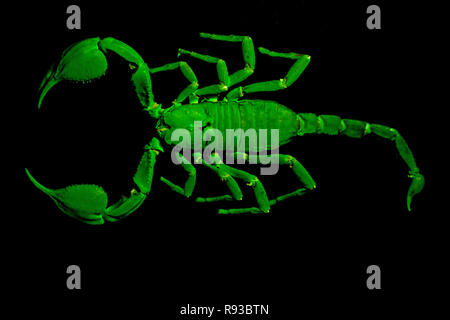 Pinned Kaiser scorpion (Pandinus imperator) unter UV-Licht. Stockfoto