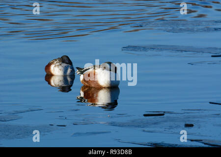 Zwei Northern Shoveler Anas clypeata Enten oder Drakes schlafen auf Winter Lake im offenen Bereich, der angefangen hat, sich zu freeze Stockfoto