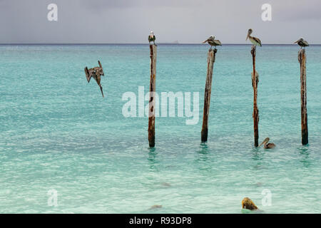 Pelikan - Brauner Pelikan, Pelecanus occidentalis Tauchen/Angeln/Pelecanidae wasser Vogel w/große Schnabel in Aruba / Karibik Insel - Coastal Sea Bird Stockfoto