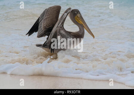 Pelikan Braun - Pelikan, Pelecanus occidentalis / pelecanidae Wasser Vogel w/große Schnabel - Hals Tasche in Aruba / Karibik Insel - Coastal Sea Bird Stockfoto