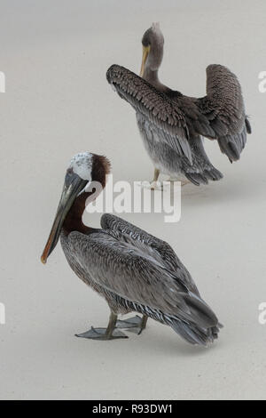 Pelikan Braun - Pelikan, Pelecanus occidentalis / pelecanidae Wasser Vogel w/große Schnabel - Hals Tasche in Aruba / Karibik Insel - Coastal Sea Bird Stockfoto