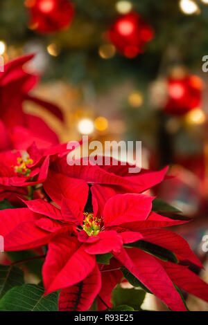 Rot Weihnachtsstern (Euphorbia pulcherrima), Christmas Star Blume. Festliche rot und golden holiday Hintergrund mit Weihnachtsbaum. Stockfoto