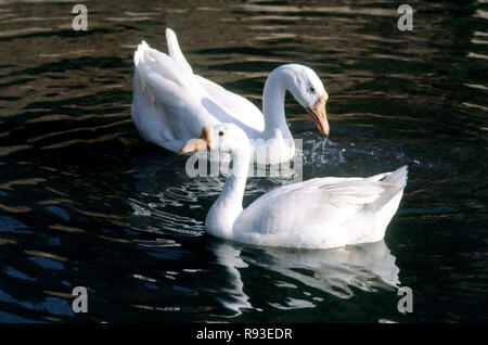 Vögel, Paar weiße Enten schwimmen im Teich Stockfoto