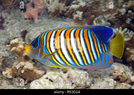 Regal Angelfish, Pygoplites diacanthus, Schwimmen über Korallenriff. Auch als Royal Angelfish bekannt. Uepi, Solomon Inseln. Salomo Meer, Pazifik Stockfoto