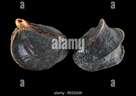 Smyrnium Perfoliate perfoliatum, Alexanders, Stengelumfassende Gelbdolde, Samen, Nahaufnahme, Korngröße 2-3 mm. Stockfoto