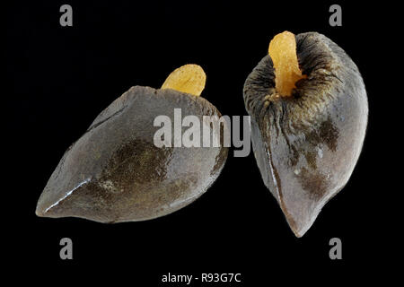 Symphytum officinale, Schwarzwurz, Echte Wallwurz, Samen, Nahaufnahme, Korngröße 5-7 mm Stockfoto