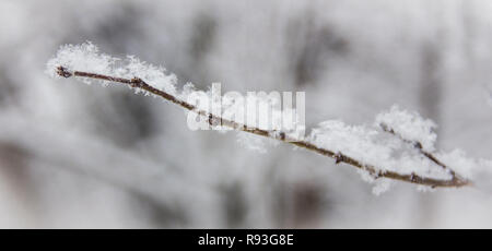 Abzweig ohne Blättern bedeckt mit flauschigen Schnee Stockfoto