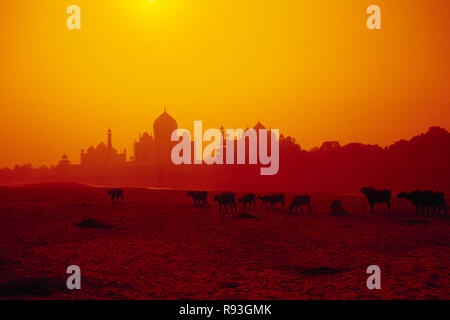 Taj Mahal 7 Wunder der Welt, Agra, Uttar Pradesh, Indien Stockfoto