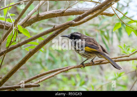 Bunte New Holland Honeyeater thront auf Niederlassung in Western Australia Stockfoto