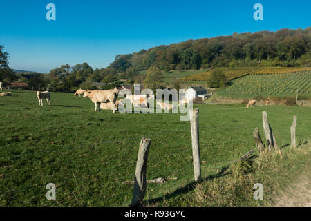Tal im Voerstreek in den Belgischen Ardennen. Voeren ist eine Flämische Gemeinde in der belgischen Provinz Limburg. Stockfoto