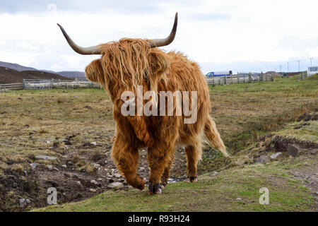 Highland Cattle, Applecross Halbinsel, Wester Ross, Hochland, Schottland Stockfoto