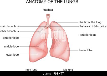 Vector Illustration der anatomischen Struktur der Lunge Stock Vektor