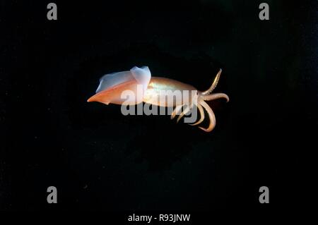 Japanische gemeinsame Tintenfisch oder Japanisch fliegende Kalmare ...