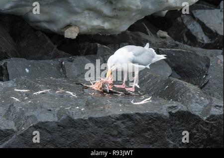 Glaucous Möwe (Larus hyperboreus) Fütterung auf ein Brunnich Trottellumme (Uria lomvia), Alkefjellet, Svalbard Stockfoto