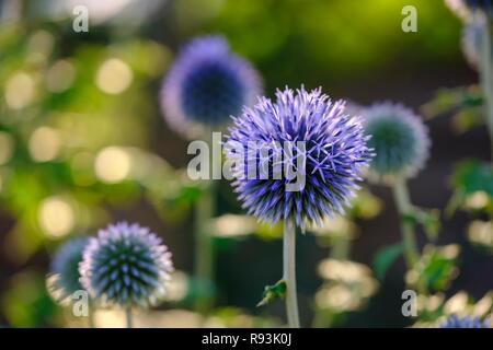 Die blaue Blume der Welt Thistle (Echinops ritro), Gartenanlage, Deutschland Stockfoto