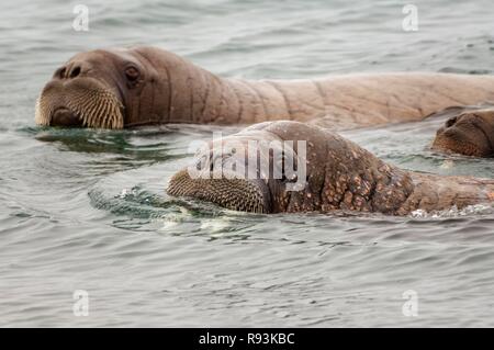 Walrosse (Odobenus rosmarus), Torellneset Insel, Svalbard, Das arktische Norwegen, Europa Stockfoto