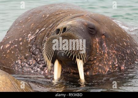 Walross (Odobenus rosmarus), Torellneset Insel, Svalbard, Das arktische Norwegen, Europa Stockfoto