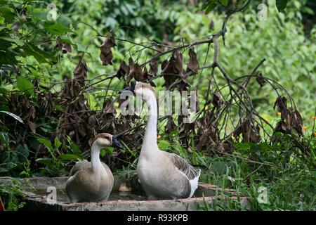 Zwei chinesische Gänse in einem ruhigen Garten Stockfoto